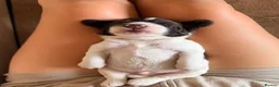 Mixed Breed dogs for sale: Sprockerpoo Puppies - Advert 11