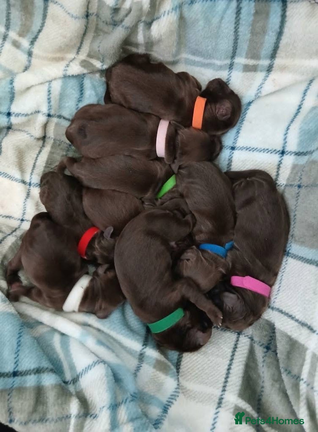 Cocker Spaniel dogs for stud: Cocker spaniel stud *PROVEN* - Image 6