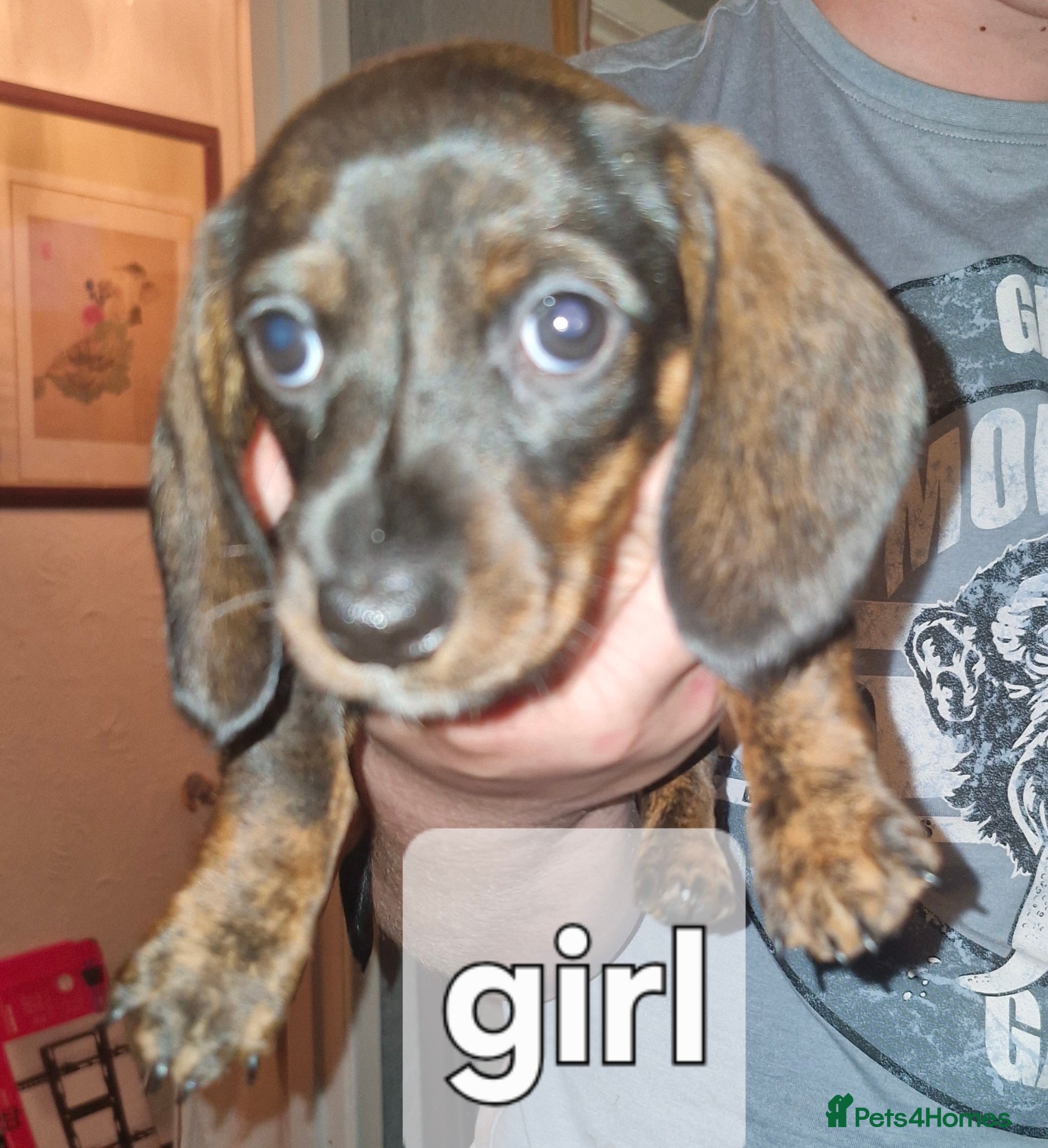 Dachshund dogs Miniature dachshunds  - Advert 2