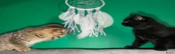 Scottish Fold cats for sale: Beautiful Scottish Fold & Straight Female Kittens - Advert 13