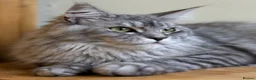 Maine Coon cats for sale: Beautiful Maine Coon females - Advert 12