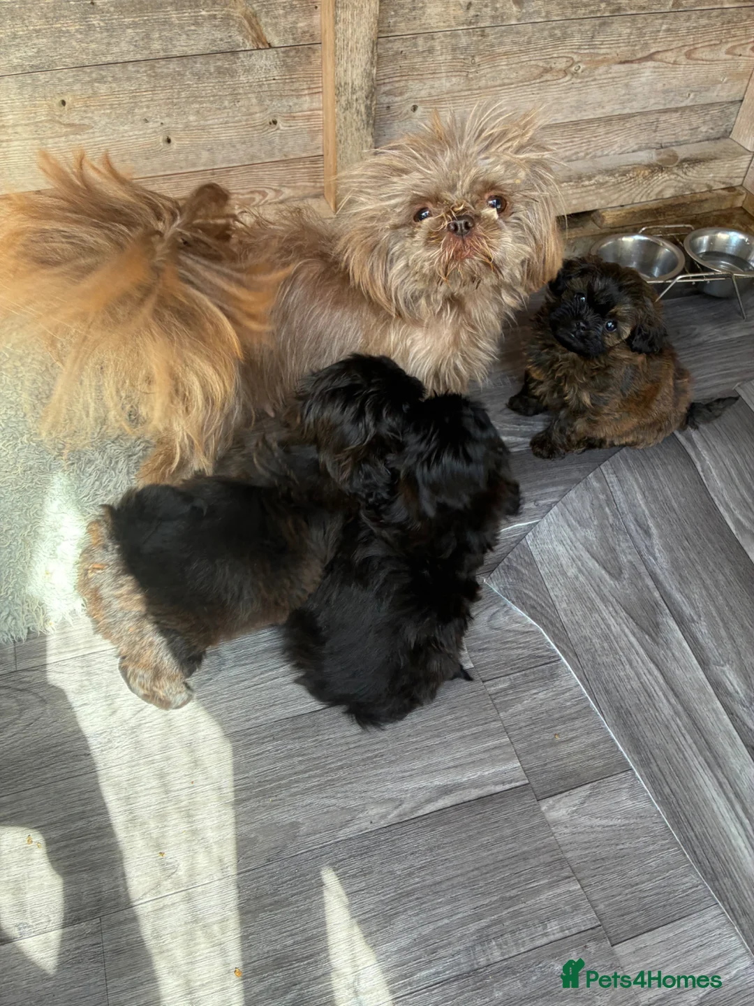 Shihpoo dogs for sale: Imperial shihpoo puppies - Advert 8
