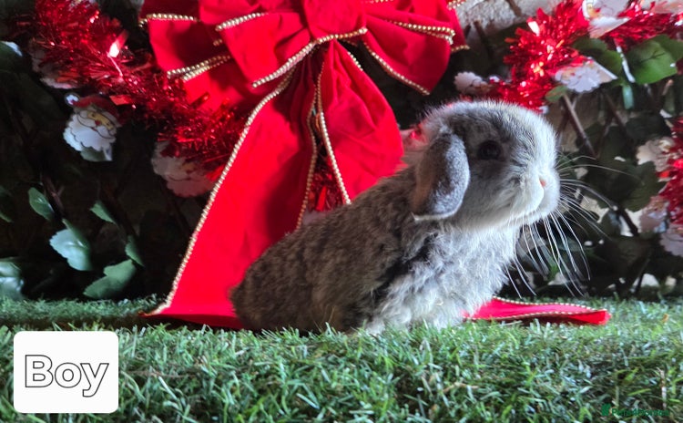 Mini Lop rabbits Pure mini lop babies  - Advert 4