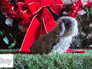 Mini Lop rabbits Pure mini lop babies - Advert 5