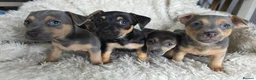 Jack Russell dogs for sale: Lilac and tan/black and tan Jack Russel puppies  in Eastbourne - Advert 7