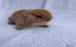 Mini Lop rabbits for sale: MINILOP BABIES READY TO RESERVE  - Image 3