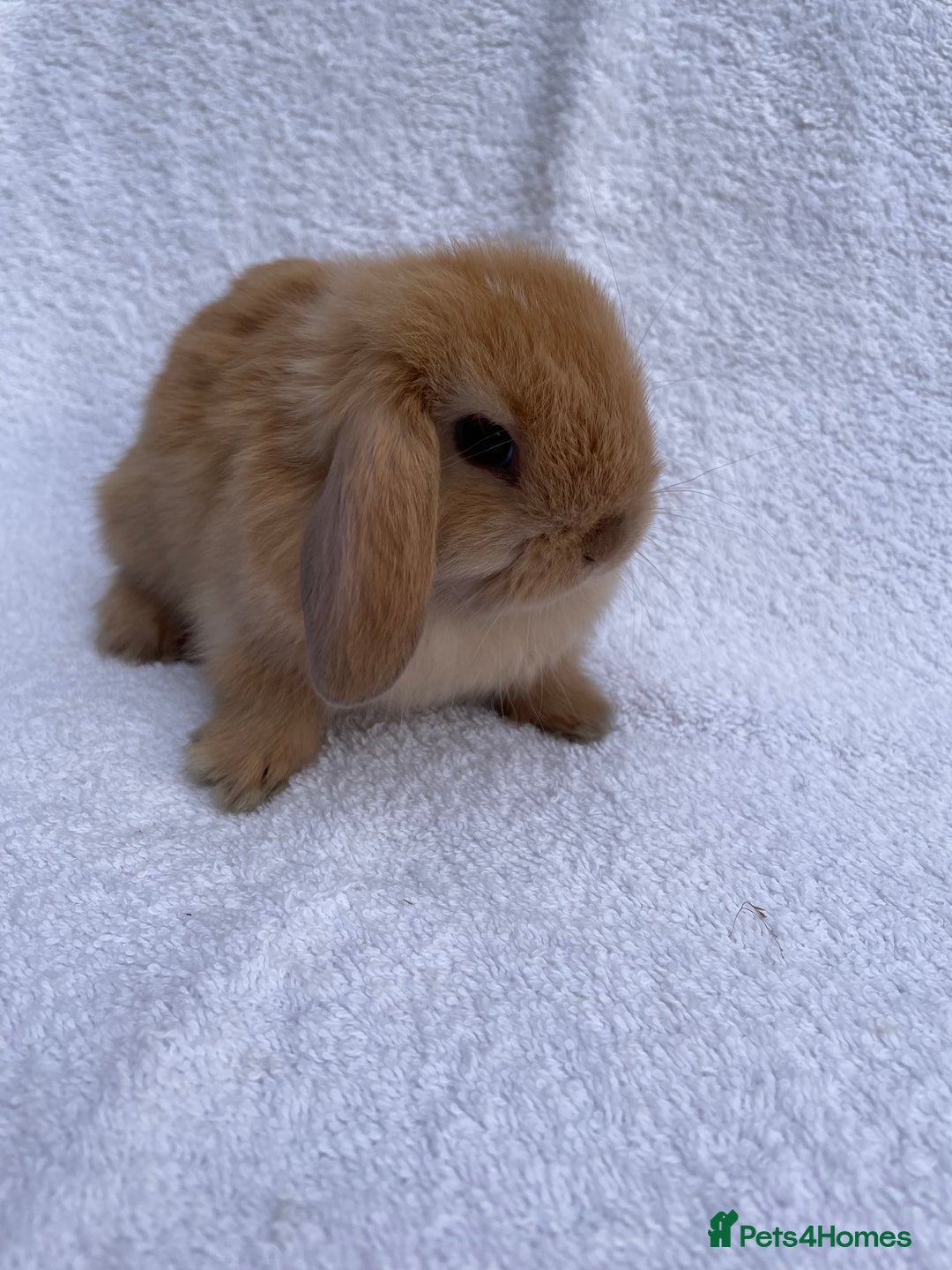 Mini Lop rabbits for sale: MINILOP BABIES READY TO RESERVE  - Image 3