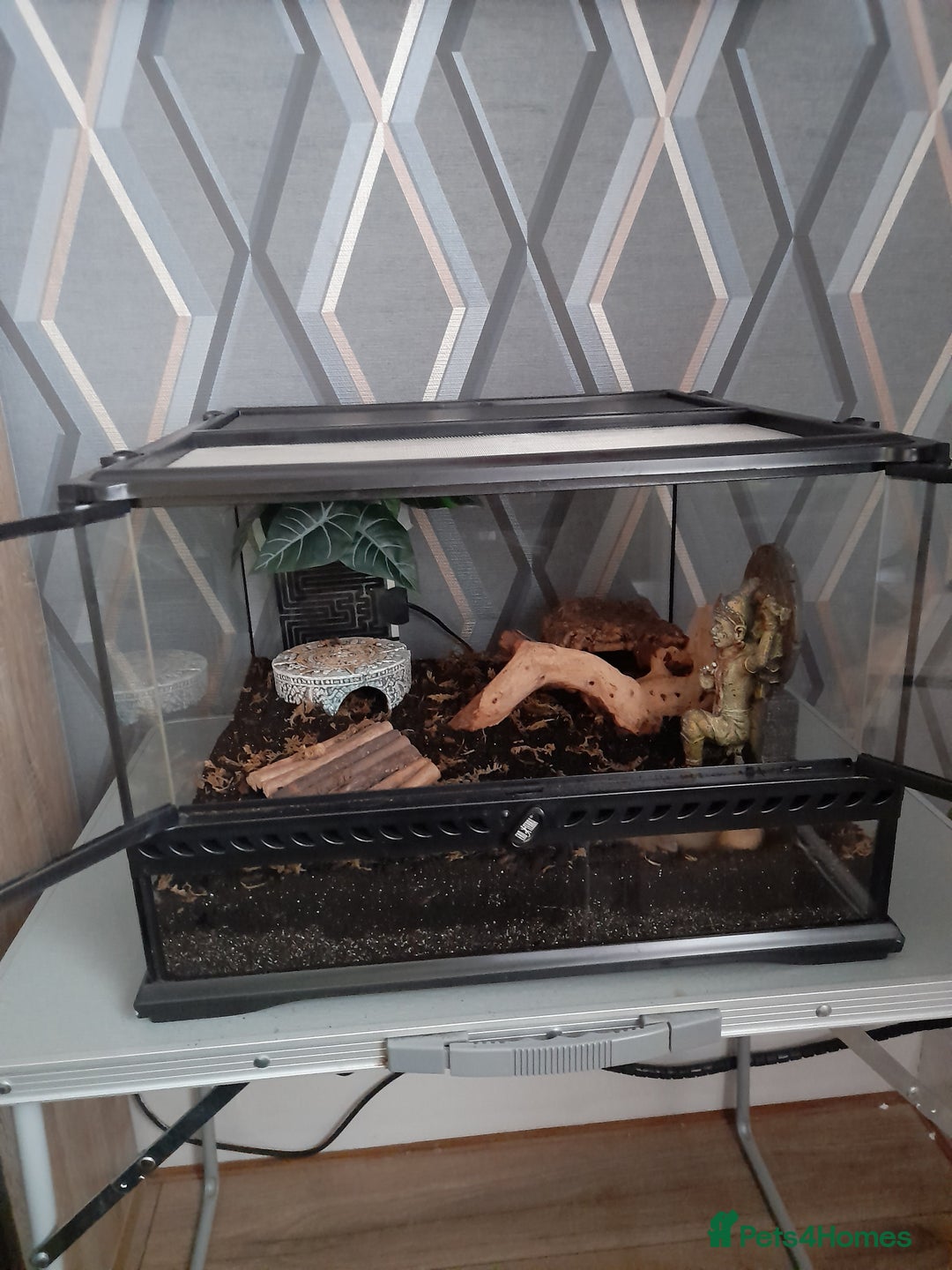 Scorpions invertebrates for sale: Asian Forest Scorpion + Exo Terra  - Image 2