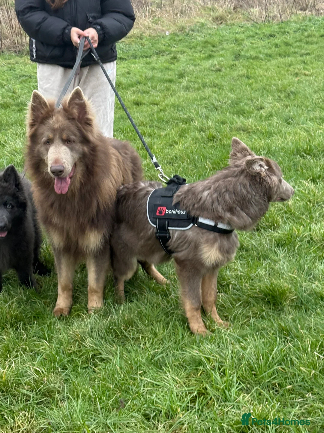 German Shepherd dogs for stud: Sabre, big strong straight backed DMclear male GSD in Stoke-on-Trent - Advert 15