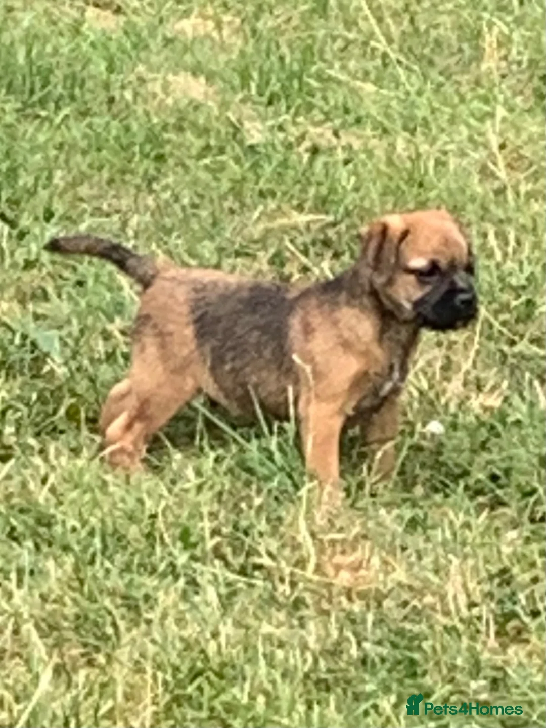 Border Terrier dogs for sale: Champion bred companion  - Advert 2