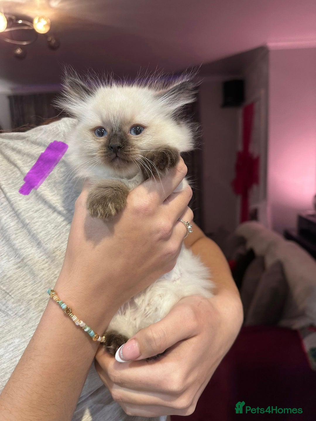 Ragdoll cats for sale: Ragdoll kittens available for sale - Advert 7