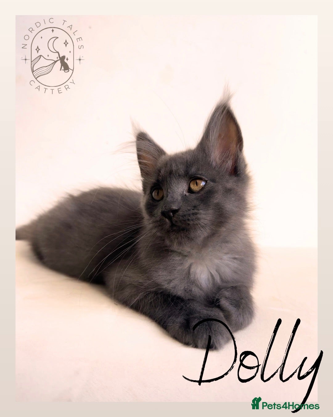 Maine Coon cats Gorgeous Solid Blue Maine Coon Kitten  - Advert 2