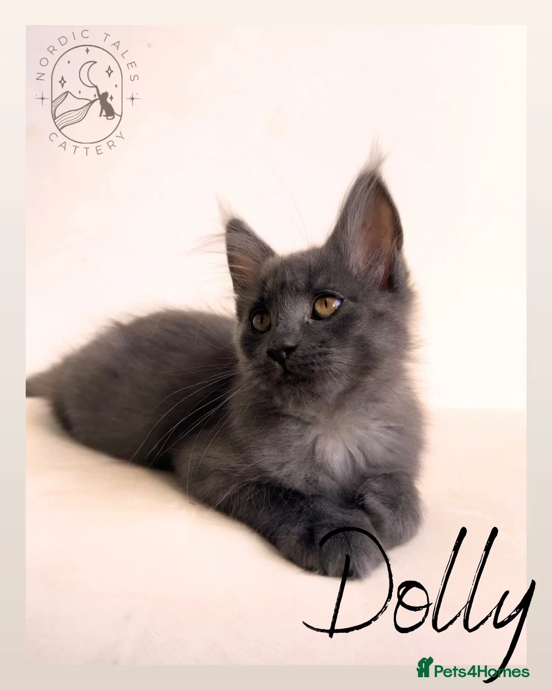 Maine Coon cats for sale: Gorgeous Solid Blue Maine Coon Kitten  - Advert 2