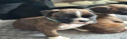 Boxer dogs for sale: Beautiful Kc boxer puppies  - Advert 9
