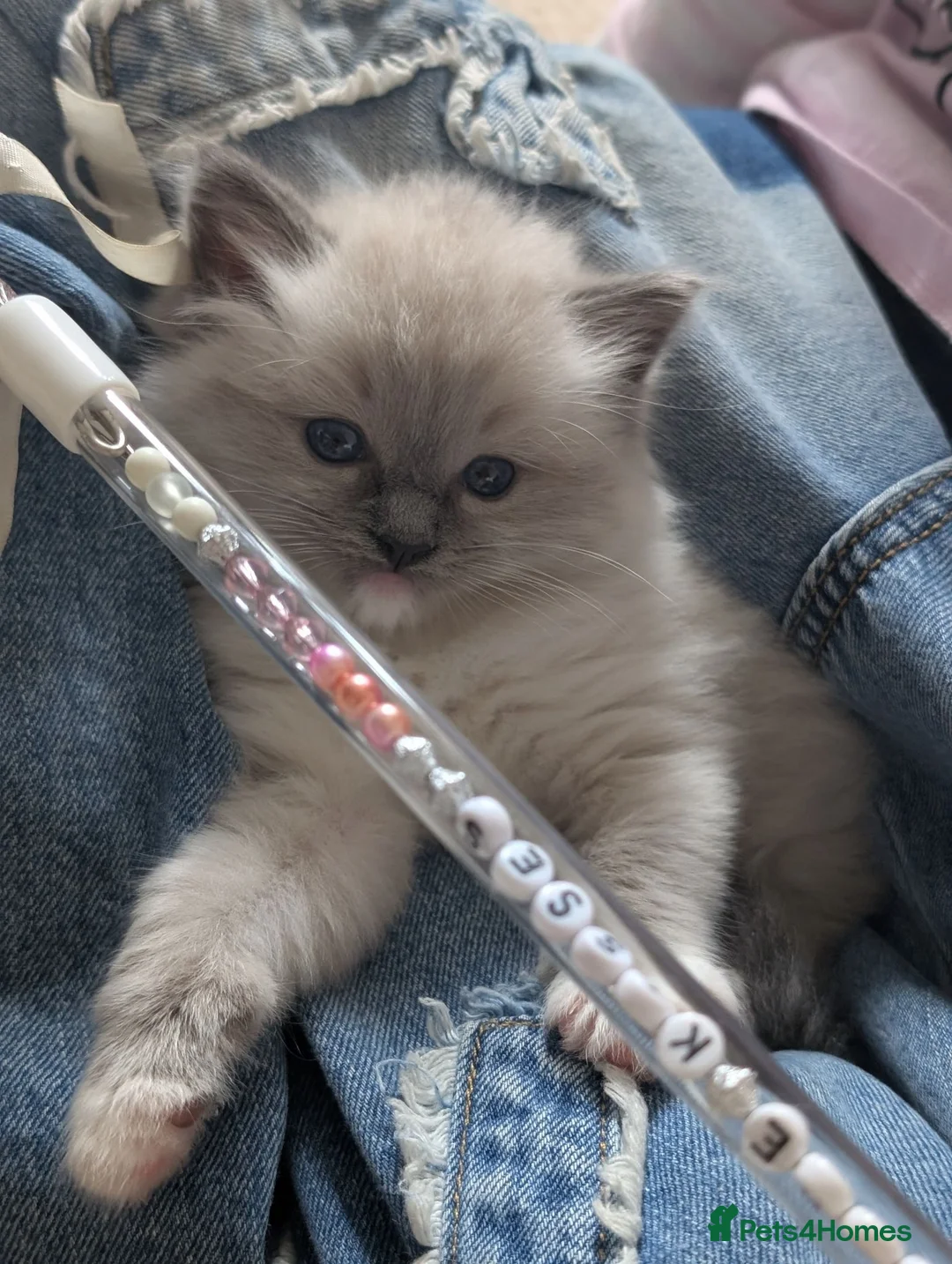 Ragdoll cats for sale: Dual registered Beautiful Blue Mitted Ragdoll Boy - Advert 5