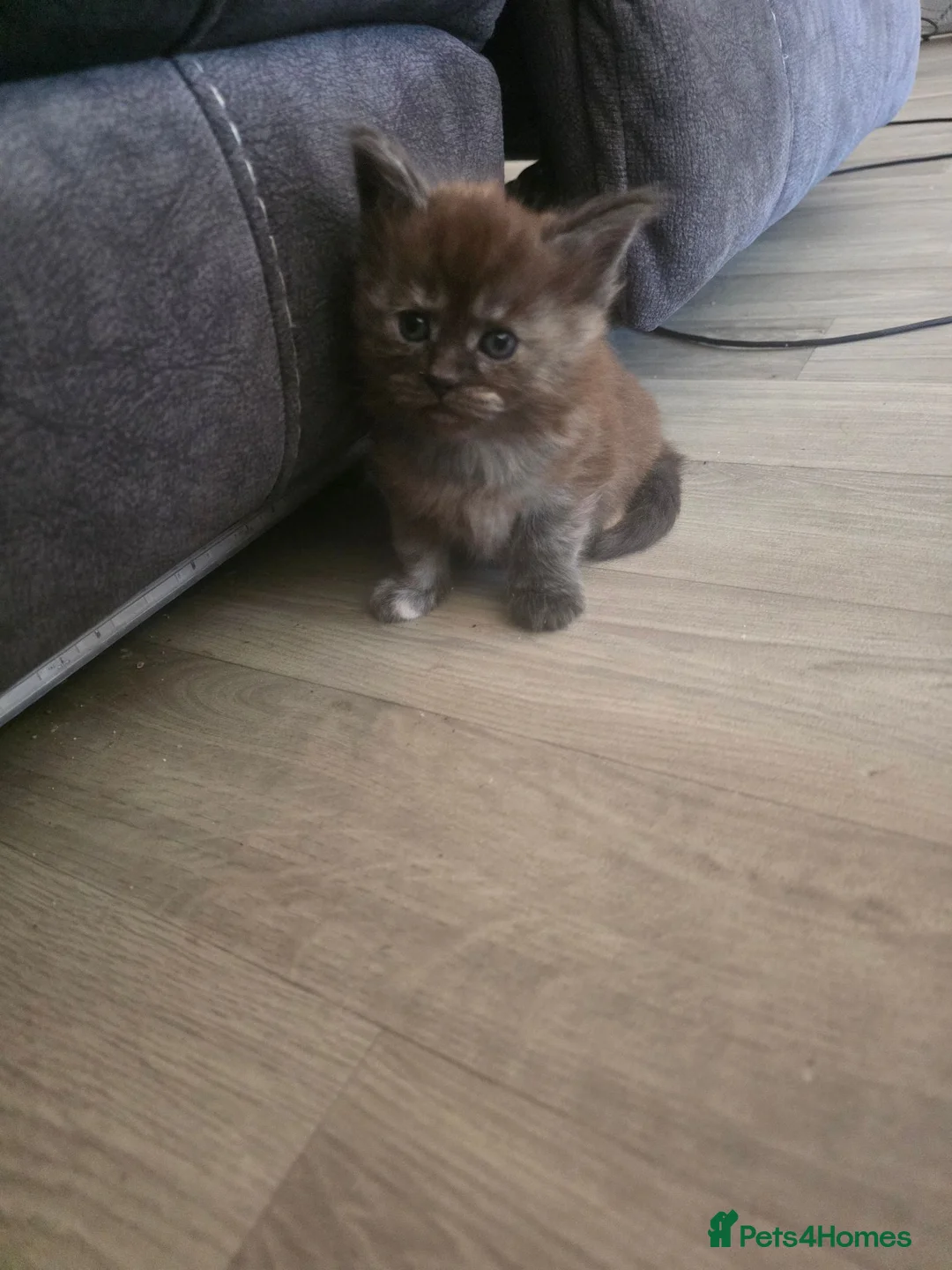 Maine Coon cats for sale: Russian mainecoon kittens  - Advert 12