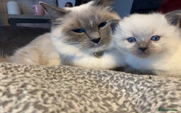 Ragdoll cats for sale: Ragdoll kittens  - Image 4