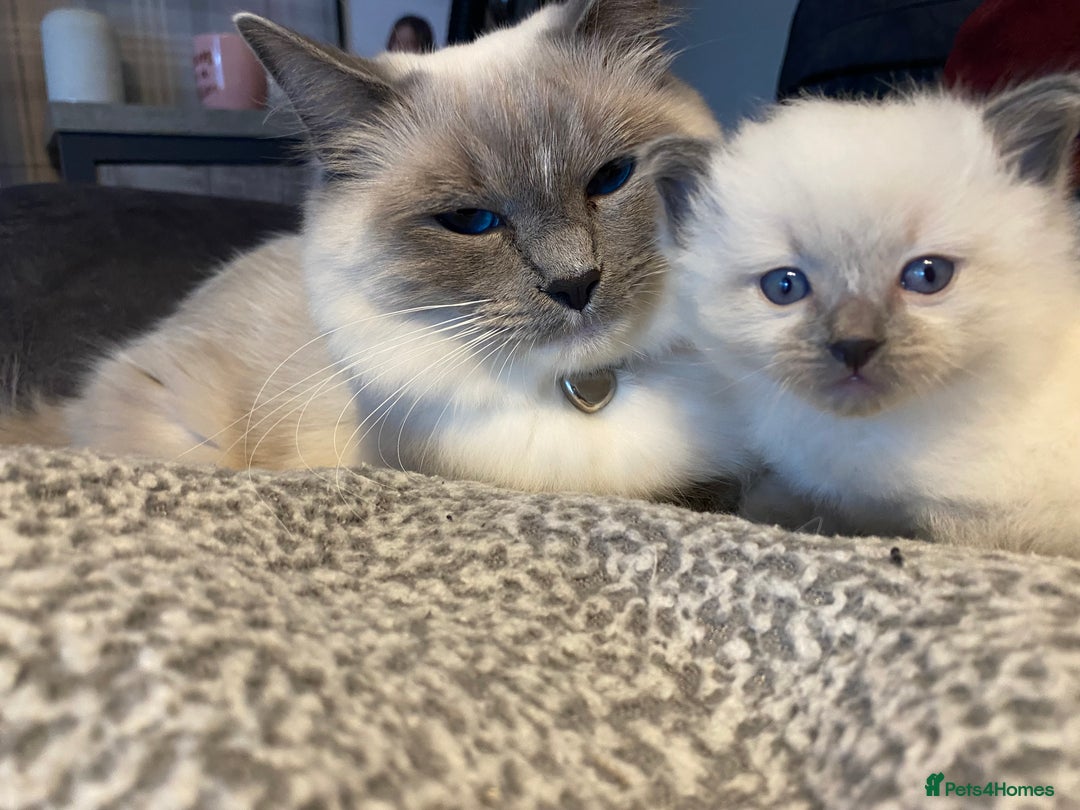 Ragdoll cats for sale: Ragdoll kittens  - Image 4