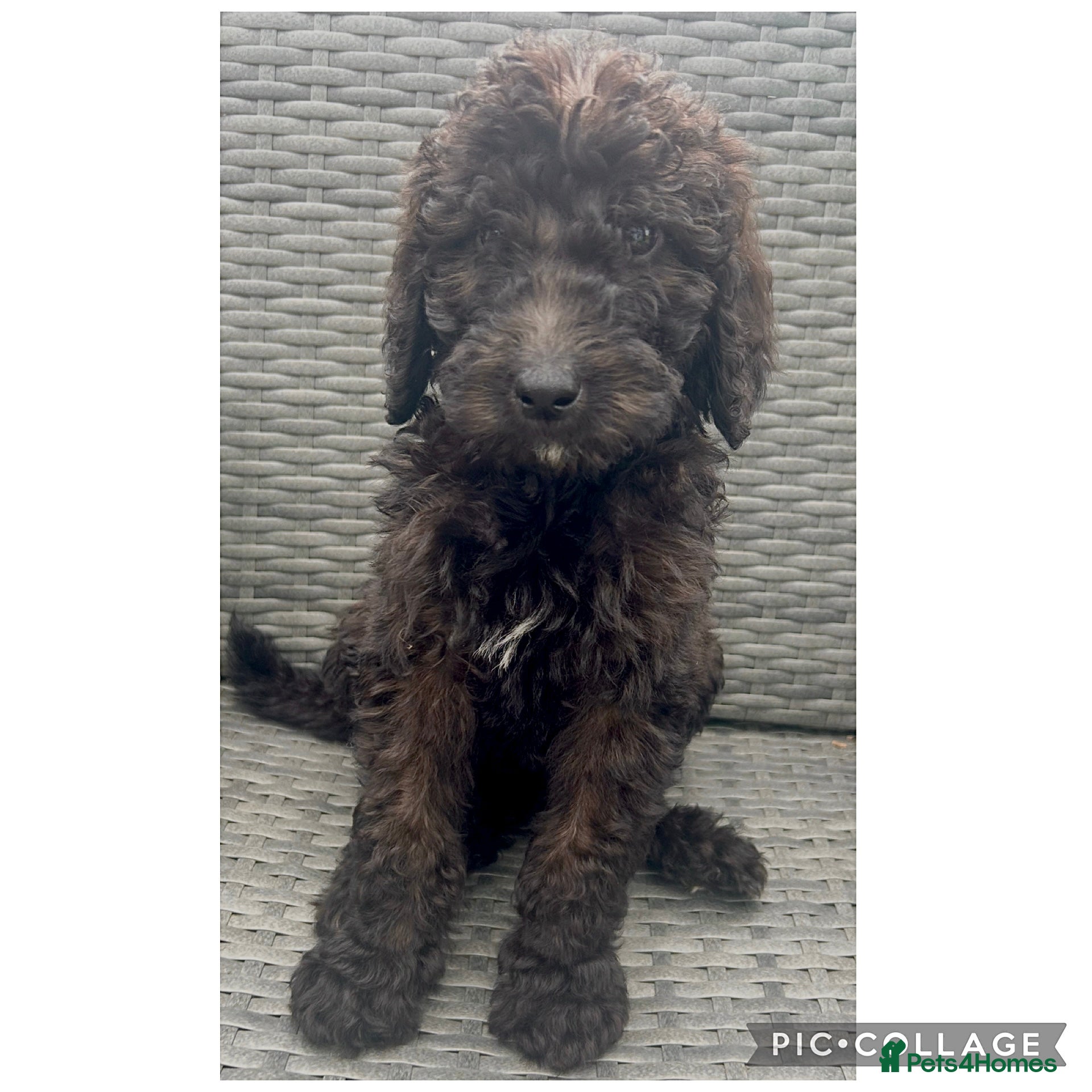 Labradoodle dogs Ready rare silvering f1bb standard labradoodles  - Advert 2