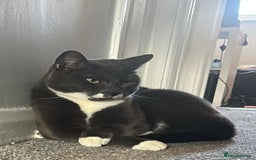 Mixed Breed cats for sale: Boy Bleu  - Advert 3