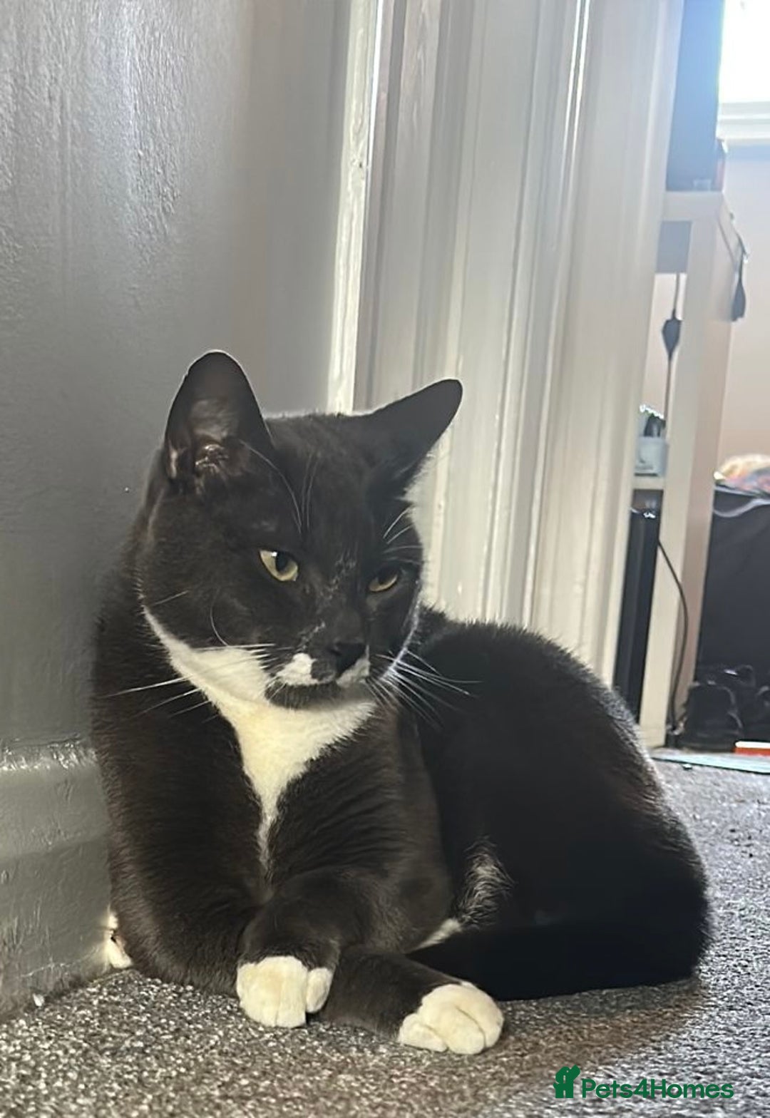 Mixed Breed cats for sale: Boy Bleu  - Advert 3