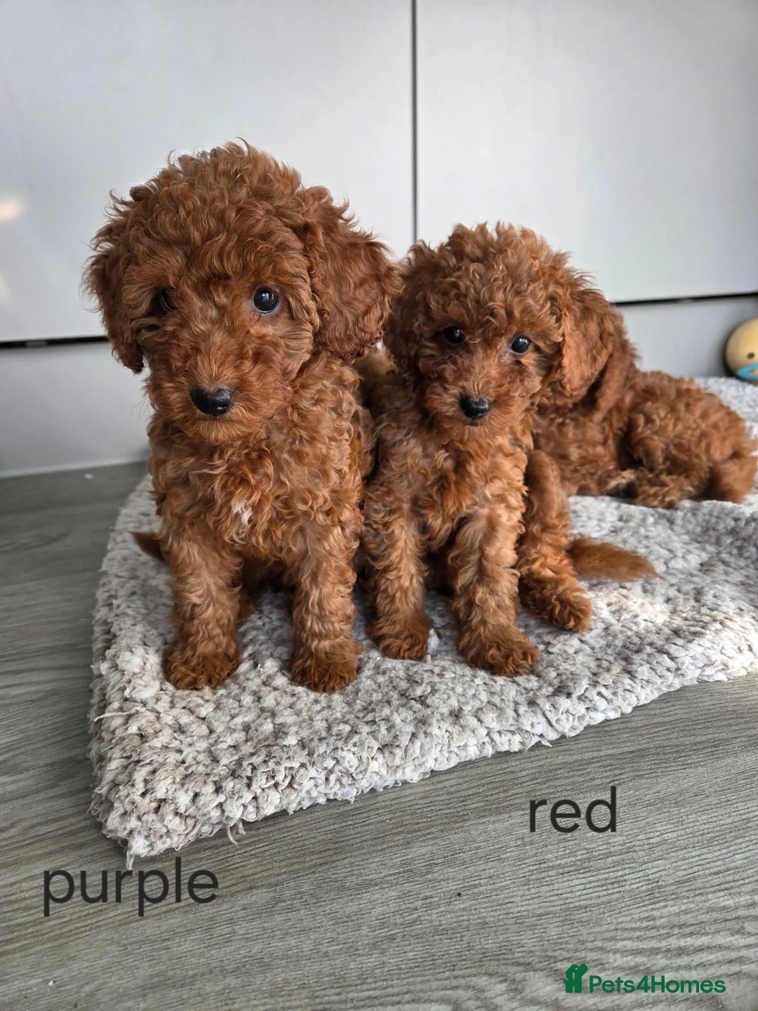 Cavapoo dogs for sale: Reduced 1000 Red f1b toy cavapoos health tested - Advert 1
