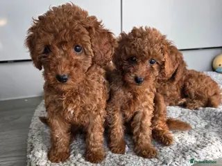 Cavapoo dogs Reduced 1100 Red f1b toy cavapoos health tested - Advert 5