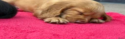 Sprocker dogs for sale: Sprocker spaniel puppies health tested parentage in Lytham Saint Annes - Advert 24