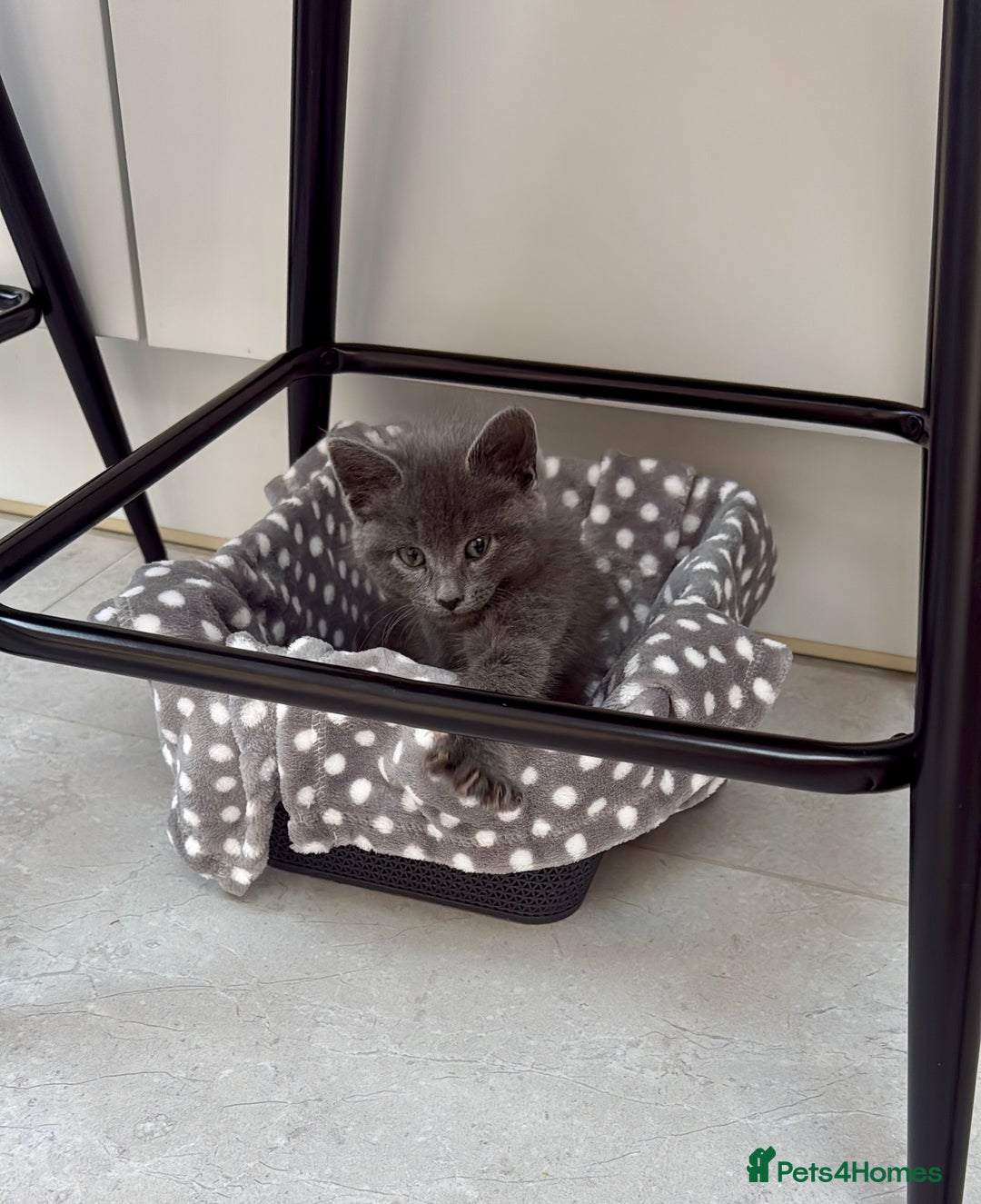 Russian Blue cats for sale: Affectionate Russian Blue kitten  - Advert 2