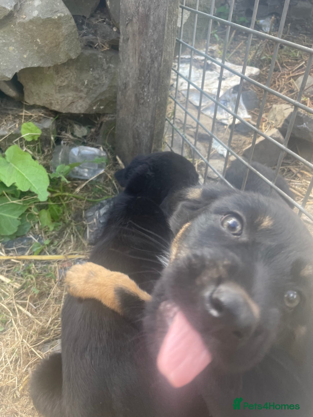 Mixed Breed dogs for sale: Bearded collie x pups - Image 5
