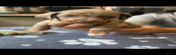 Dachshund dogs for sale: Dachshund Puppies - Advert 17