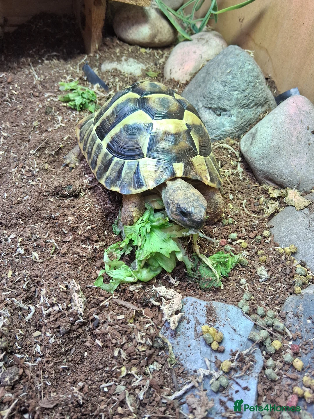 Tortoise reptiles for sale: 3 year old Herman Tortoise free to loving home in Shrewsbury - Advert 1