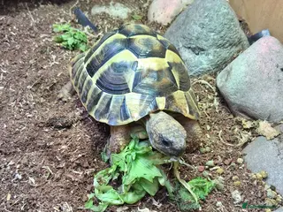 Tortoise reptiles 3 year old Herman Tortoise free to loving home - Advert 1