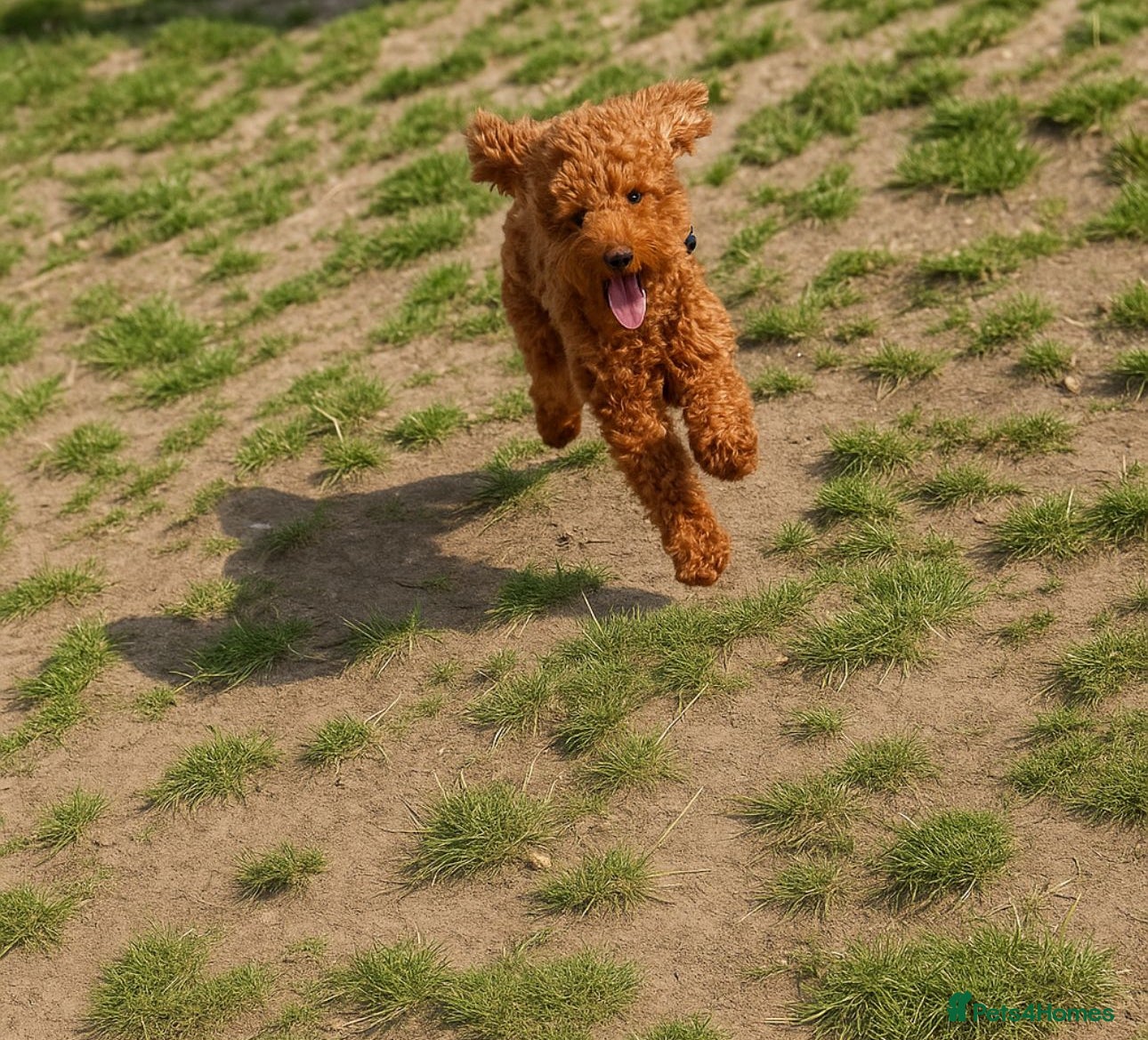 Cockapoo dogs Toy Cockapoo - Advert 1