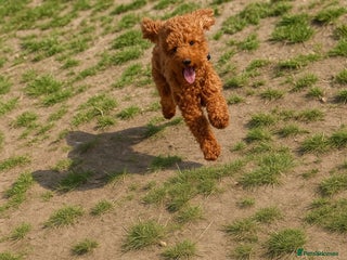 Cockapoo dogs Toy Cockapoo - Advert 1