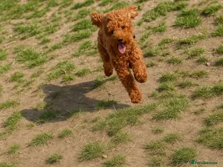 Cockapoo dogs Toy Cockapoo - Advert 7