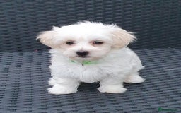 Maltese dogs for sale: Maltese Puppy KC Registred 9 weeks old London EN5 - Image 8