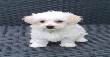 Maltese dogs - Advert 2