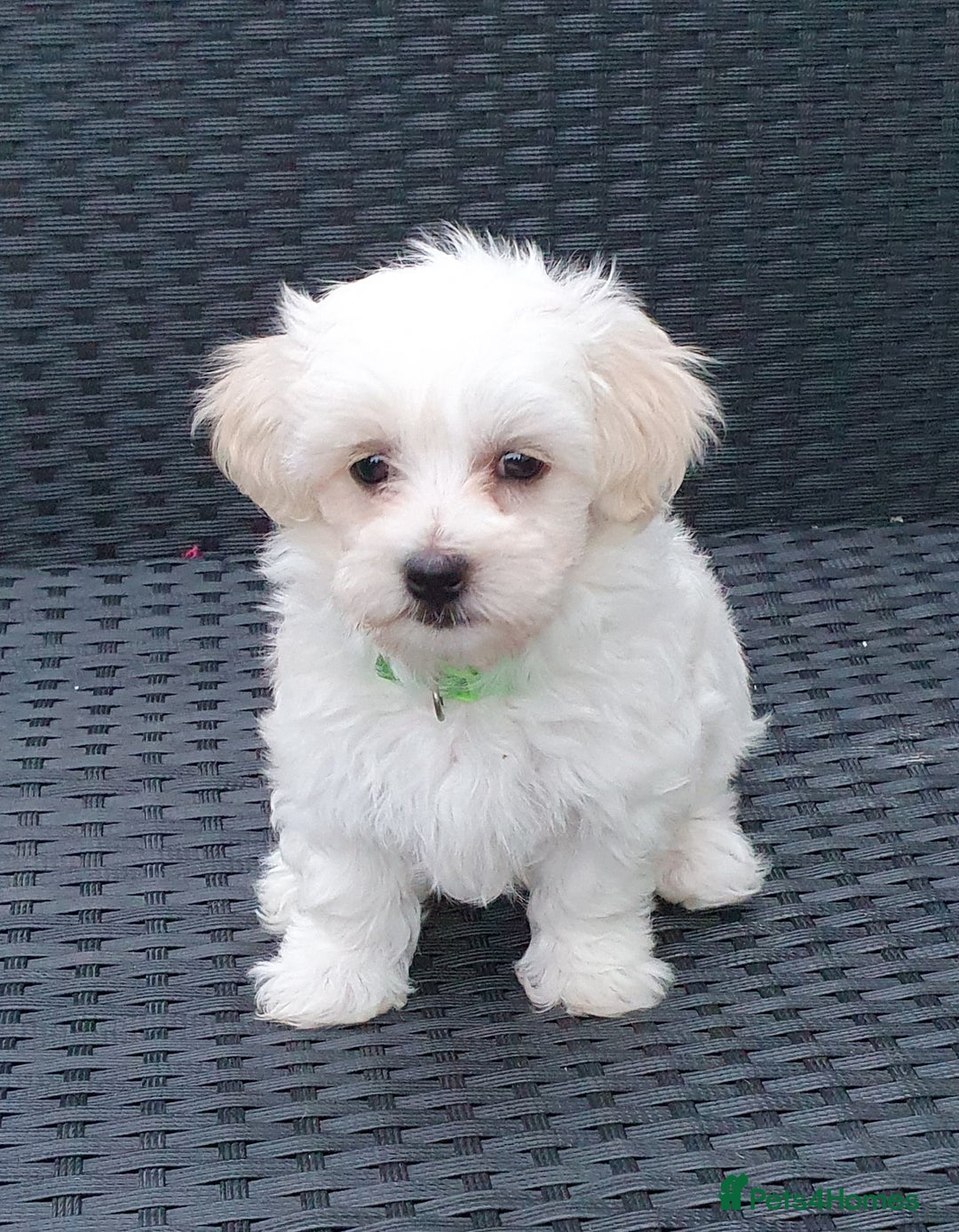 Maltese dogs for sale: Maltese Puppy KC Registred 9 weeks old London EN5 - Image 8