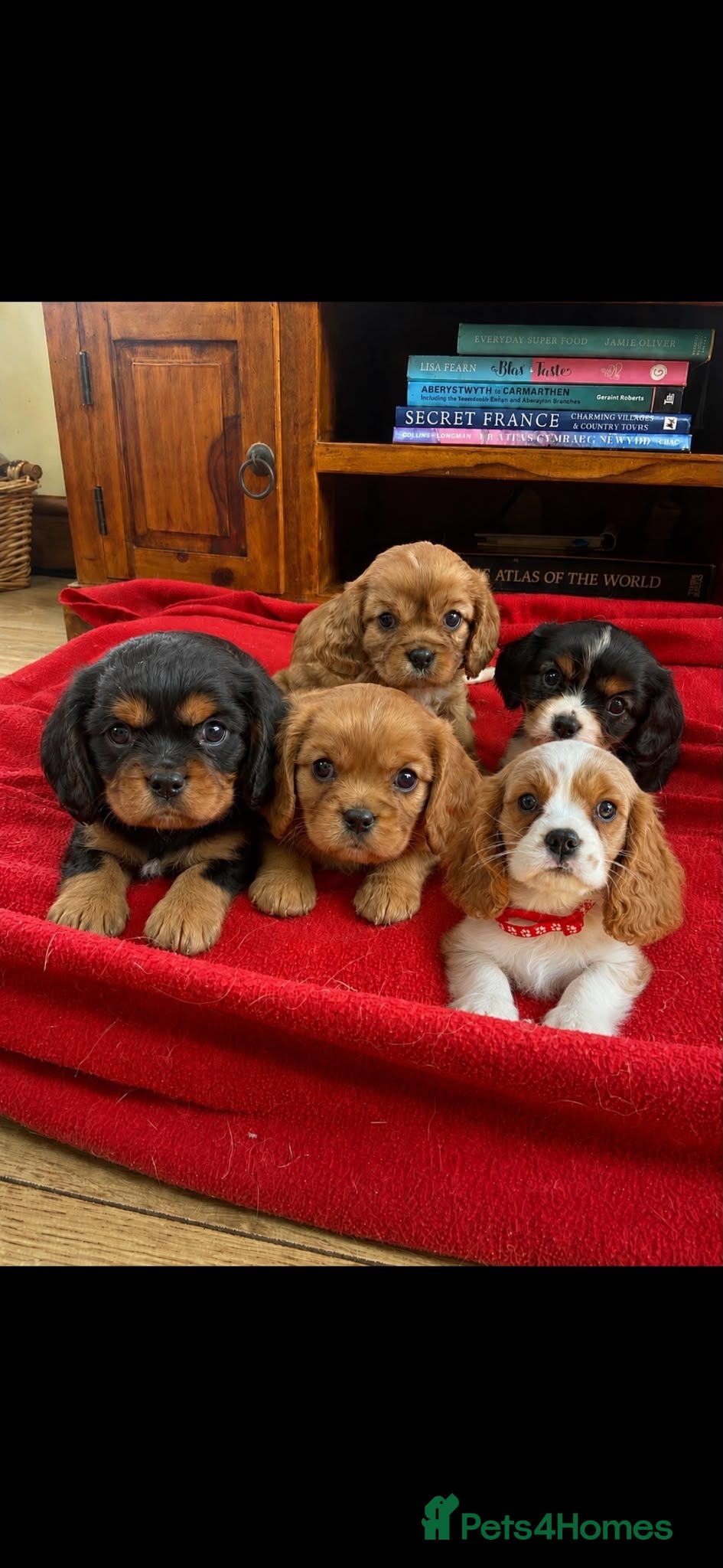 Cavalier King Charles Spaniel dogs Adorable Cavalier King Charles puppies  - Advert 8
