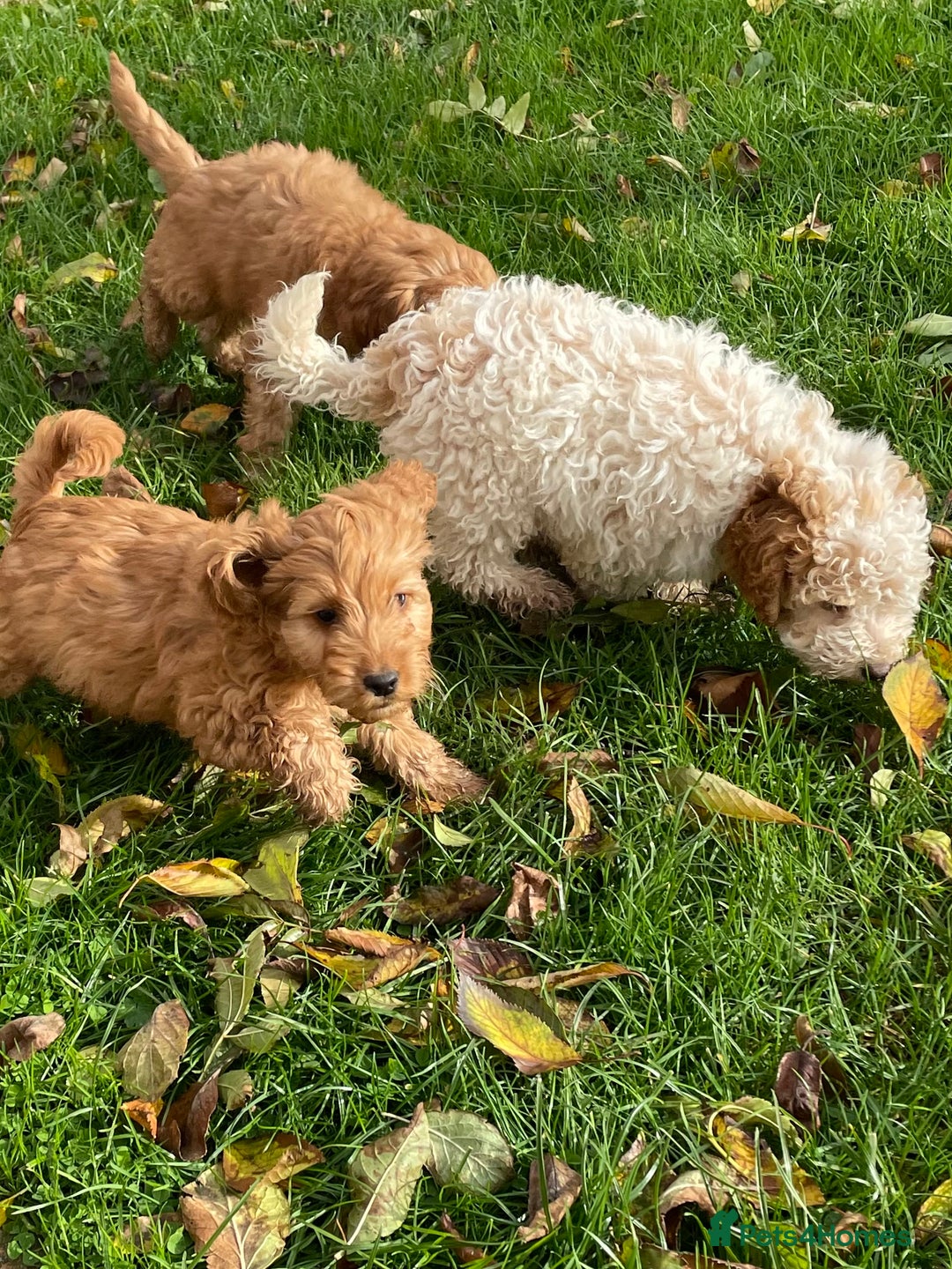 Cockapoo dogs for sale: Red Cockapoo puppies for sale - Image 23