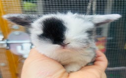 Mini Lop rabbits for sale: PURE bred baby PEDIGREED mini lops  - Image 1