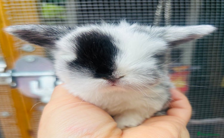 Mini Lop rabbits - Advert 2