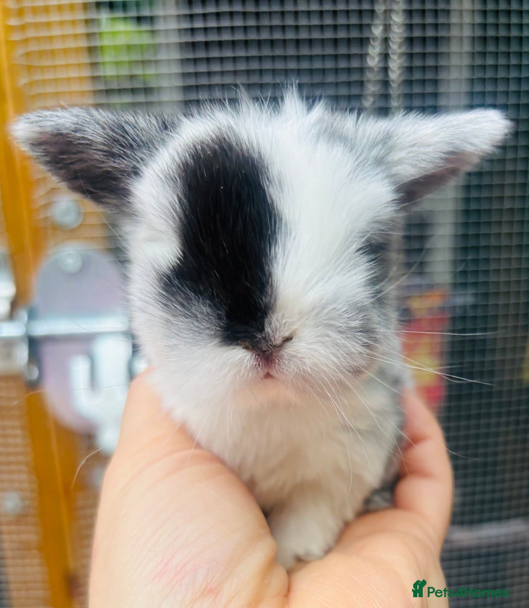 Mini Lop rabbits for sale: PURE bred baby PEDIGREED mini lops  - Image 1