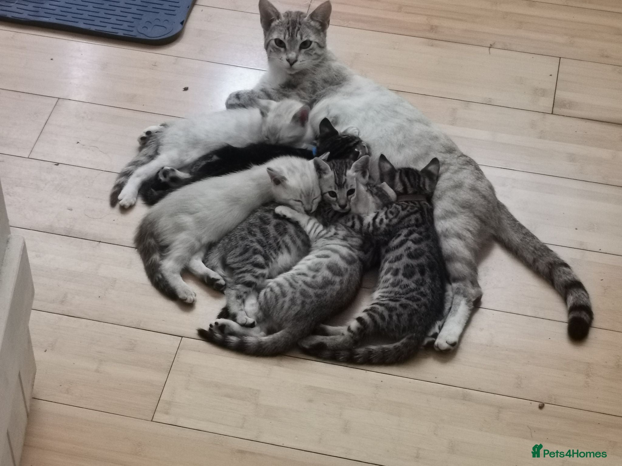 Bengal cats Beautiful Bengal Kittens Snow, Silver and Brown  - Advert 2