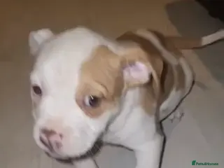 American Bulldog dogs American bulldog puppies *ready to go* - Advert 1