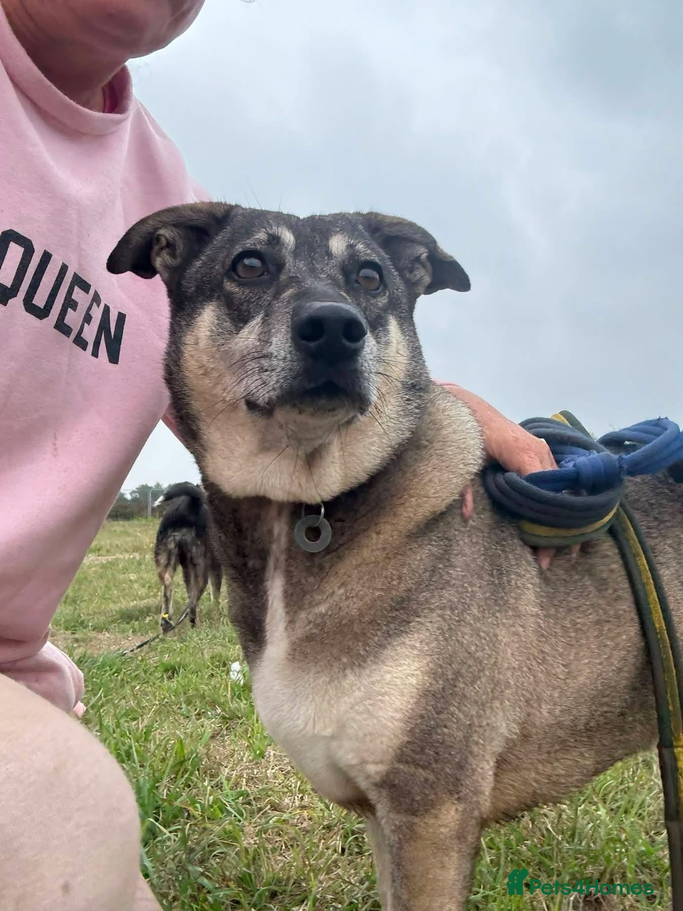 Mixed Breed dogs Percy - Norwich Norfolk  - Advert 18
