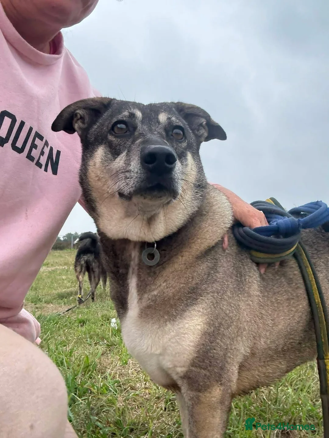 Mixed Breed dogs for adoption: Percy - Norwich Norfolk  - Advert 1