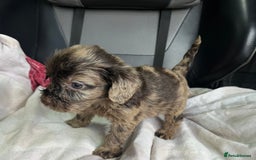 Cockapoo dogs for sale: GORGEOUS F1 MERLE COCKAPOOS HEALTH TESTED PARENTS - Image 20
