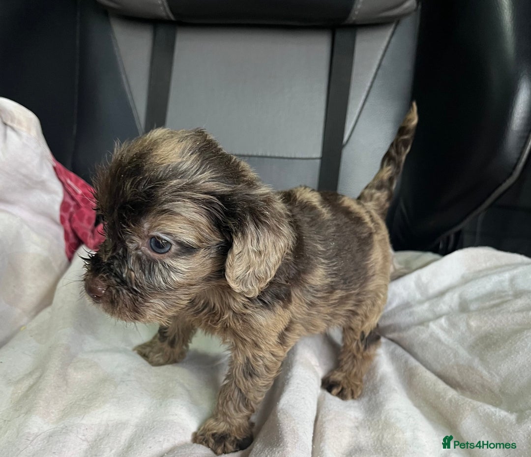 Cockapoo dogs for sale: GORGEOUS F1 MERLE COCKAPOOS HEALTH TESTED PARENTS - Image 20